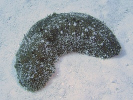 019 Three-rowed Sea Cucumber  IMG 5760